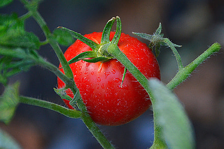 selective focus of red tomato thumbnail