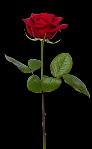 photo of red rose illustration thumbnail