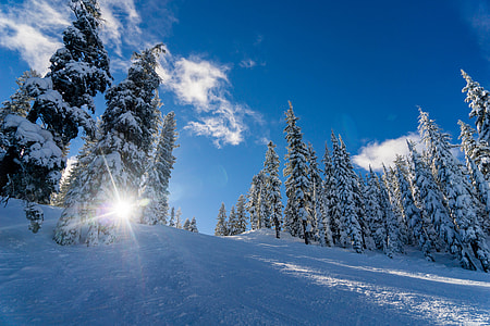 snow covered forest and hill thumbnail