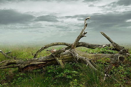 brown tree on green grass thumbnail