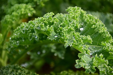 selective focus photography of green leafed plant thumbnail