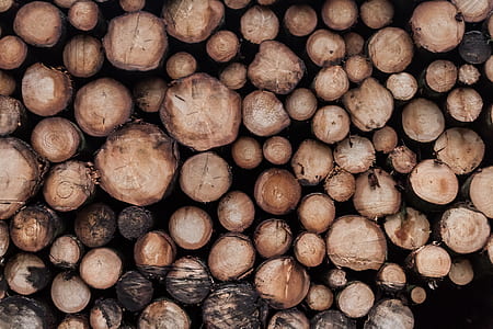 brown tree log lot thumbnail