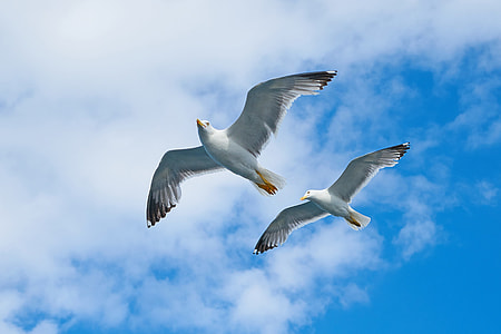 two seagulls thumbnail