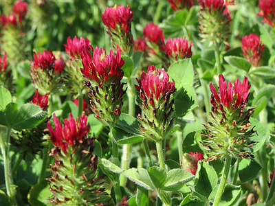 Trifolium Incarnatum, Crimson Clover thumbnail