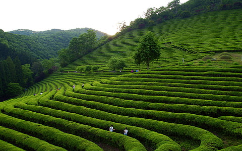 green grass on mountain thumbnail