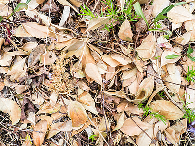 brown leaves on soil thumbnail