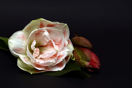 white and pink double amaryllis in close up photography thumbnail