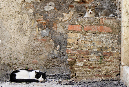 cat lying beside wall thumbnail