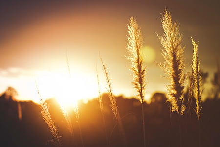 selective focus photography of plant at golden hour thumbnail