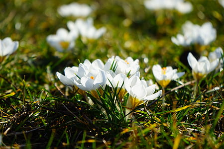 white flowers and green leaves thumbnail