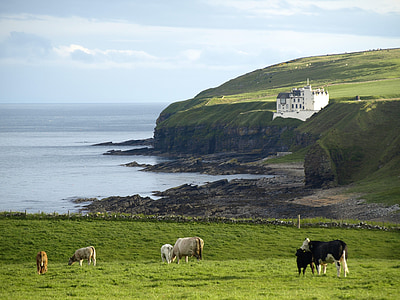 herd of cattle on field near sea thumbnail