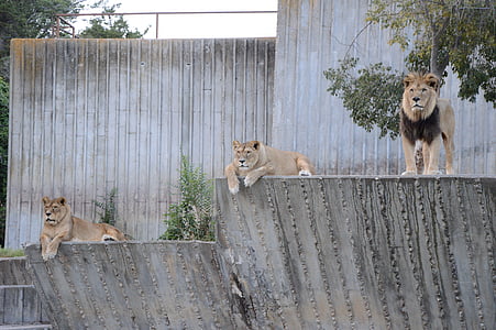 three lions on concrete ground beside trees thumbnail