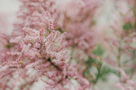 Tree bloom in early Spring thumbnail