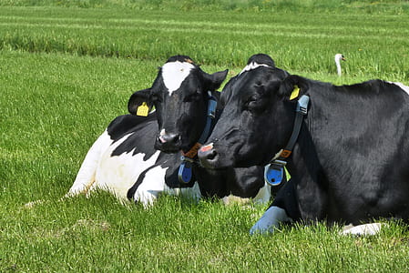 two black-and-white cattles on field thumbnail
