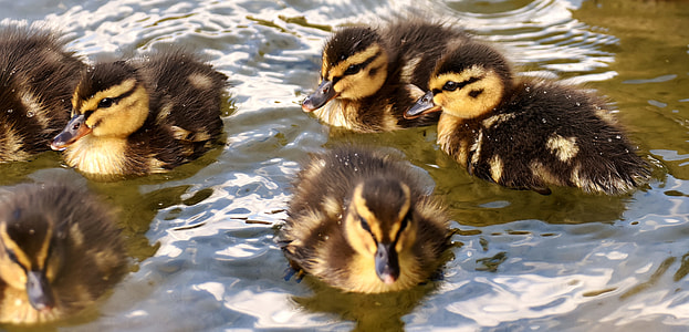black and yellow ducklings on body of water thumbnail