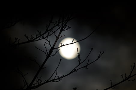 silhouette of tree branches thumbnail