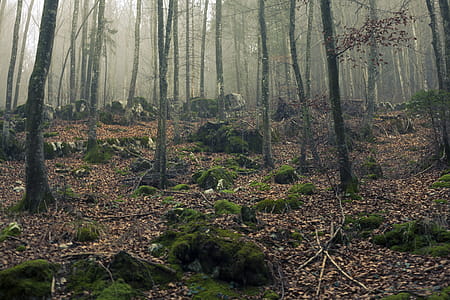 Green Leaf Trees thumbnail