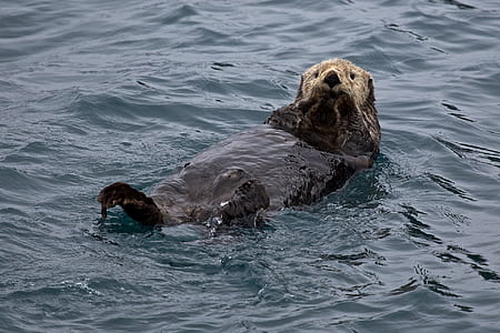 black and brown beaver on body of water thumbnail