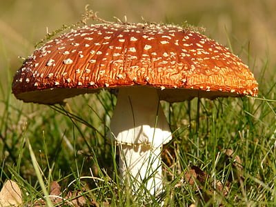 red mushroom thumbnail