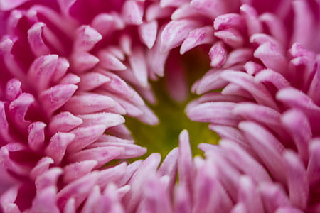 Macro Photography of Flower Petals thumbnail