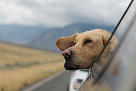 car, road trip, drive, mountain thumbnail