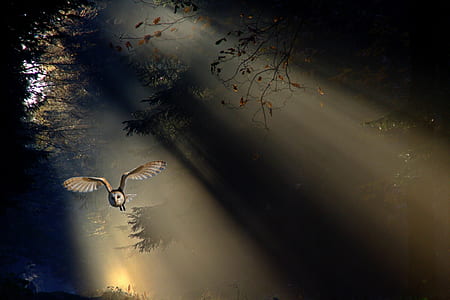 brown owl flying thumbnail