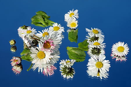 white daisy flowers thumbnail