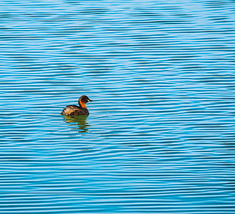 red and black duck on body of water thumbnail