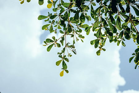 green leafed tree thumbnail