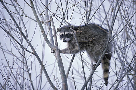 raccoon on tree thumbnail