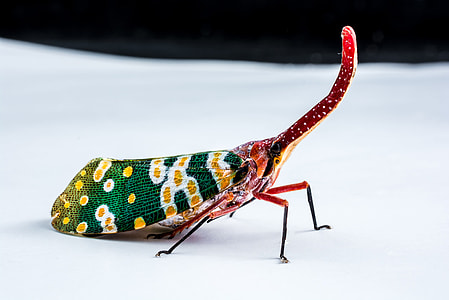 Canthigaster Cicada, Fulgoromorpha thumbnail