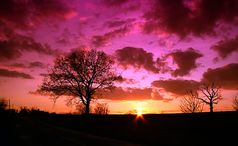 silhouette photo of wither tree thumbnail