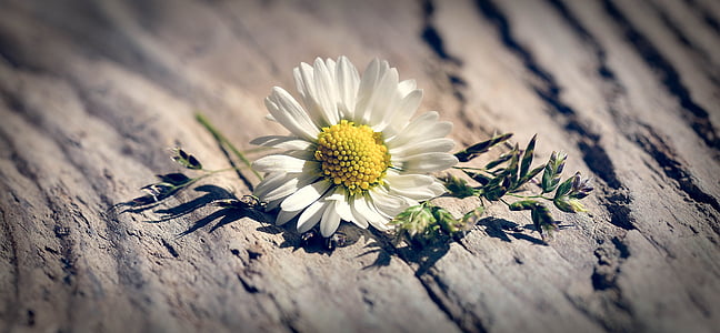 white daisy on brown surface thumbnail