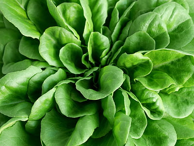closeup photo of green vegetables thumbnail