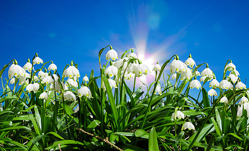white petaled flowers under blue skies thumbnail