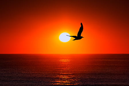 silhouette photo of flying bird on sea at golden hour thumbnail