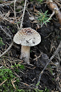 brown and white mushroom near green grass thumbnail
