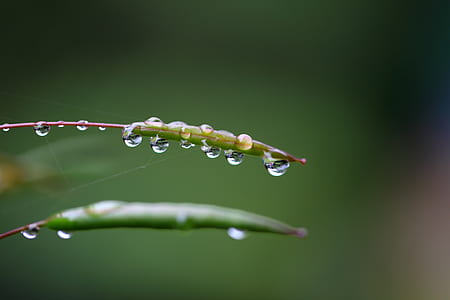 macro photography of water dew on green leaf thumbnail