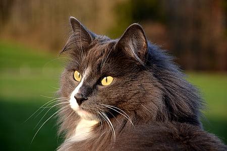 black and white maine coon selective focus photography thumbnail