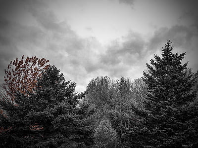 snow covered trees under gray clouds during daytime thumbnail