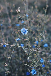 Blue Flowers thumbnail