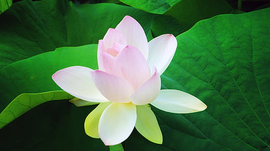 pink-and-white lotus flower closeup photography thumbnail
