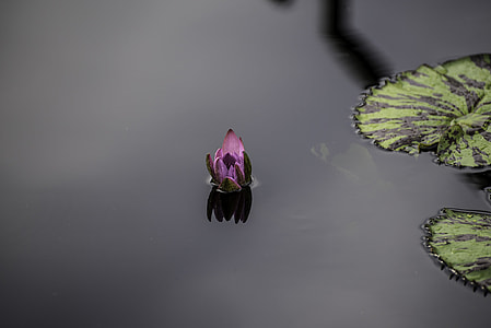Purple Water Lily Flowers thumbnail