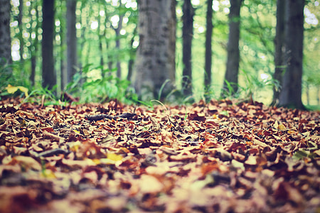 selective focus photography of dried leaves on floor thumbnail