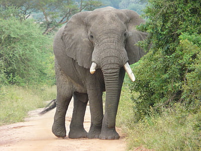 photo of gray elephant thumbnail