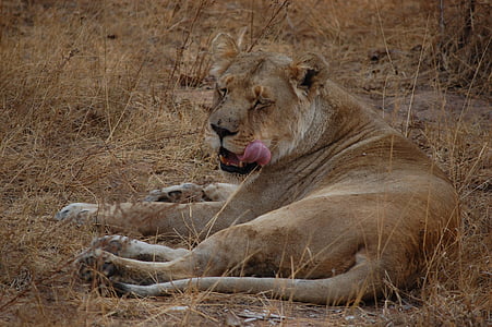 brown lion lying on brown grass field thumbnail