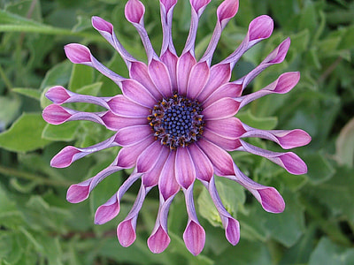 pink flower thumbnail