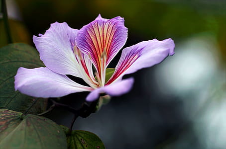 Close-up Photography Of Purple Orchid Flower thumbnail