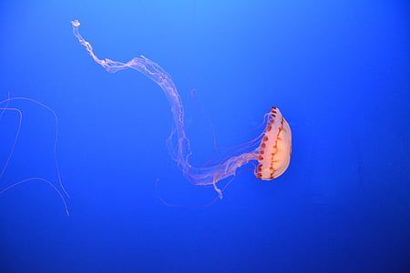 sea, ocean, underwater, jellyfish, aquarium, sealife thumbnail