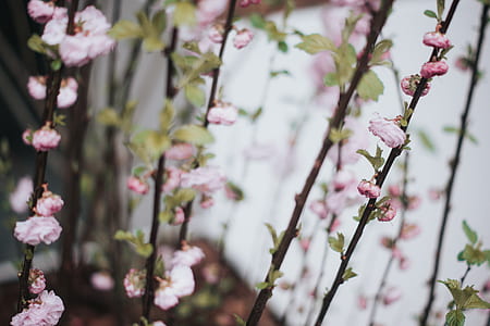 selective focus photo of pink petaled flowers thumbnail